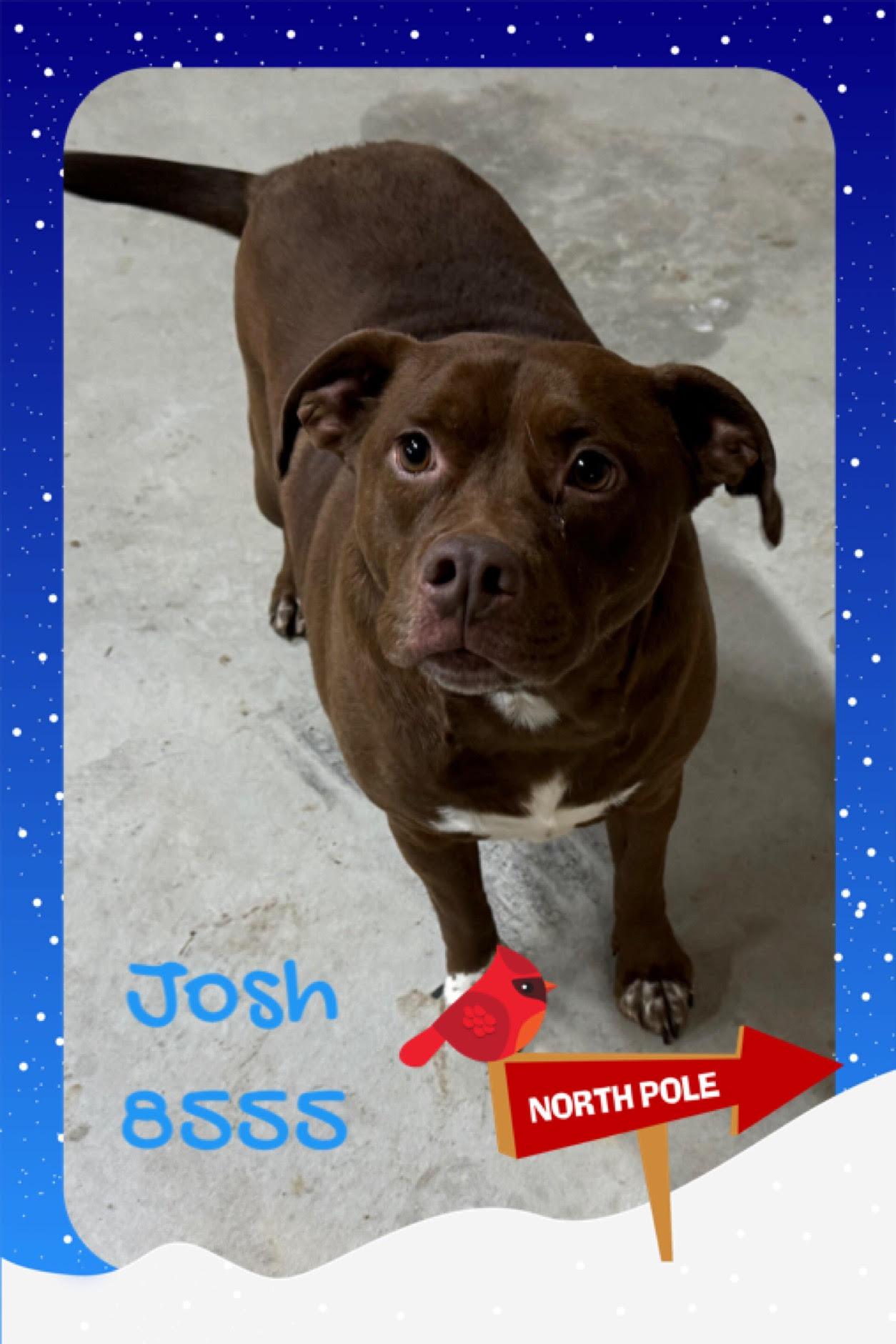 Josh, Adopted, Adult Male Pit Bull Terrier.