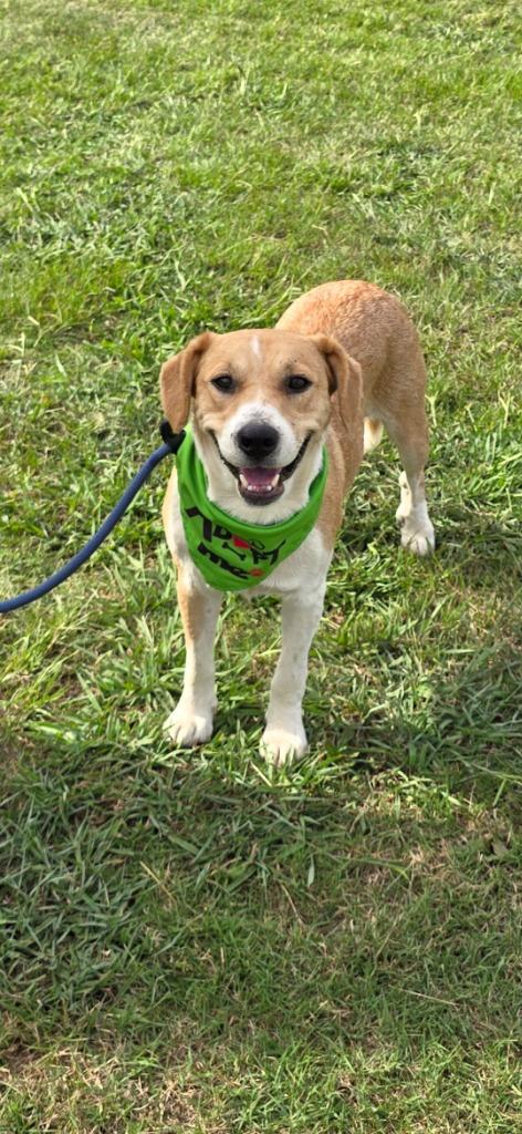 Enlarge Missy Lou, a Adoptable mixed breed in Camden, TN image 1/1