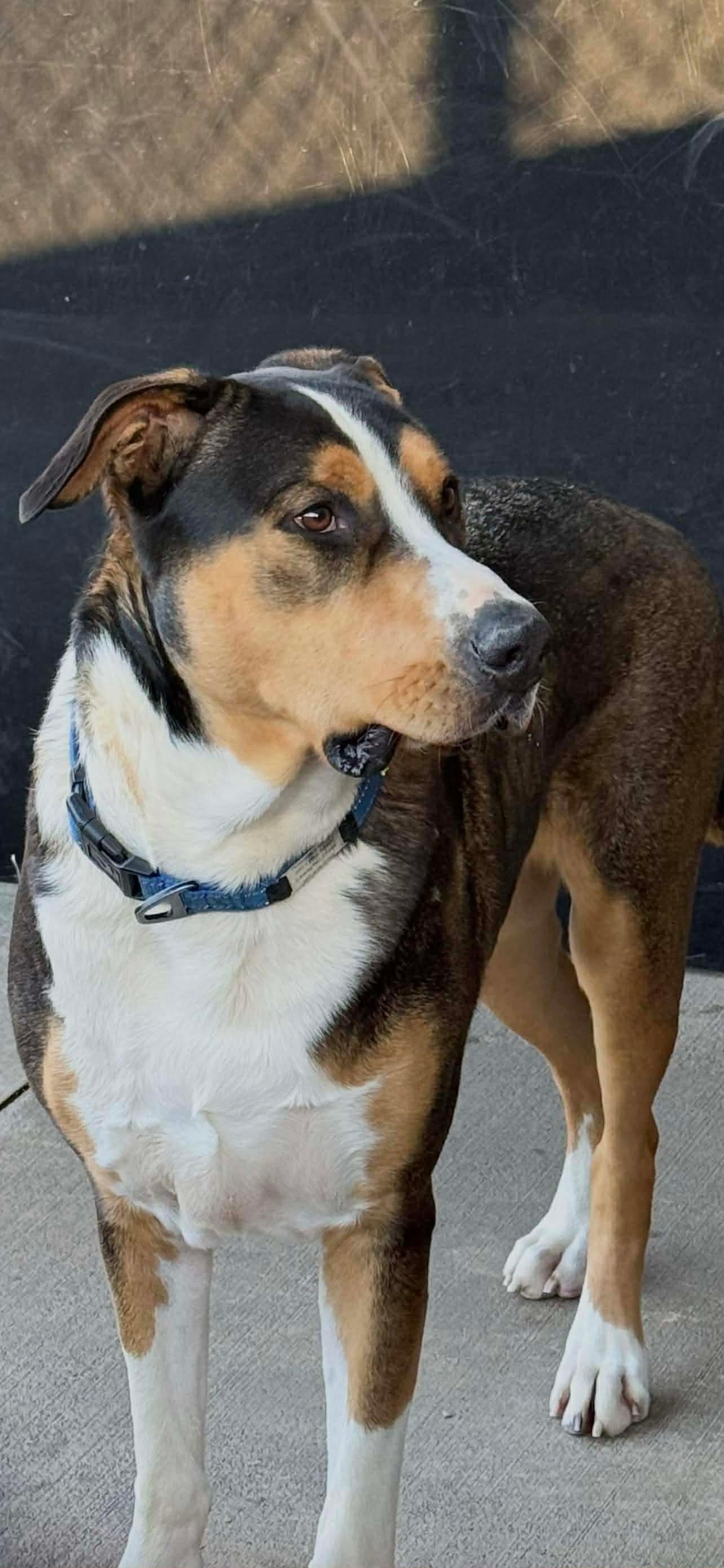 Enlarge Dru, a ADOPTABLE mixed breed in Salisbury, NC image 1/5