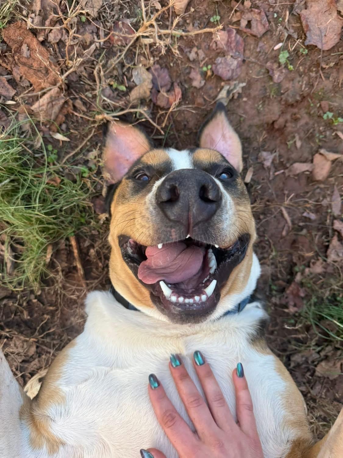 Enlarge Dru, a ADOPTABLE mixed breed in Salisbury, NC image 4/5