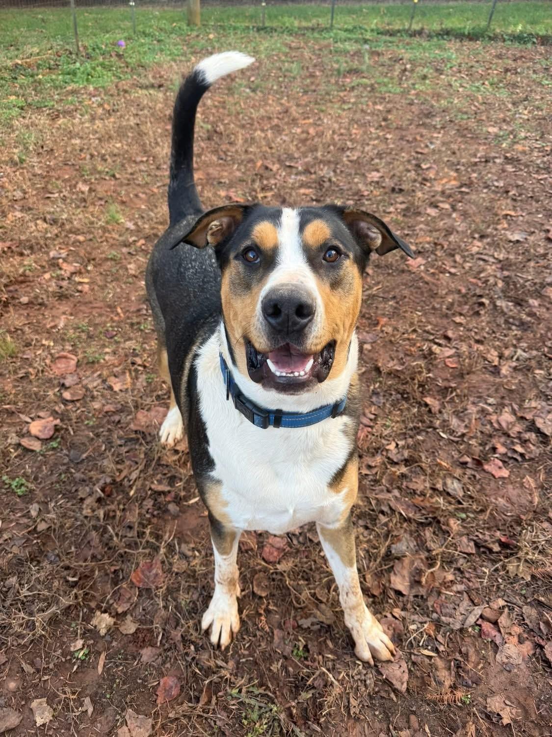Enlarge Dru, a ADOPTABLE mixed breed in Salisbury, NC image 5/5