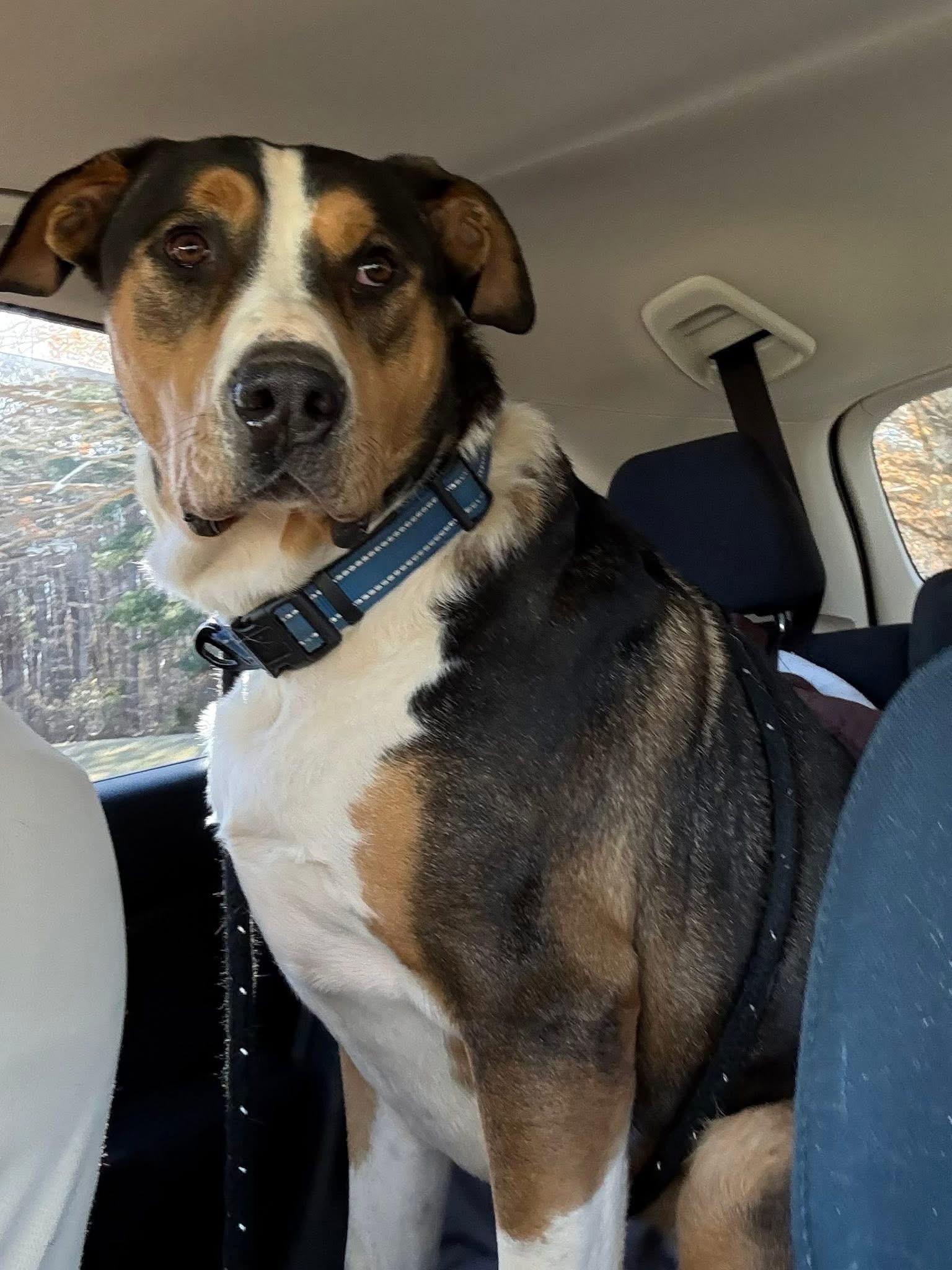 Enlarge Dru, a ADOPTABLE mixed breed in Salisbury, NC image 2/5