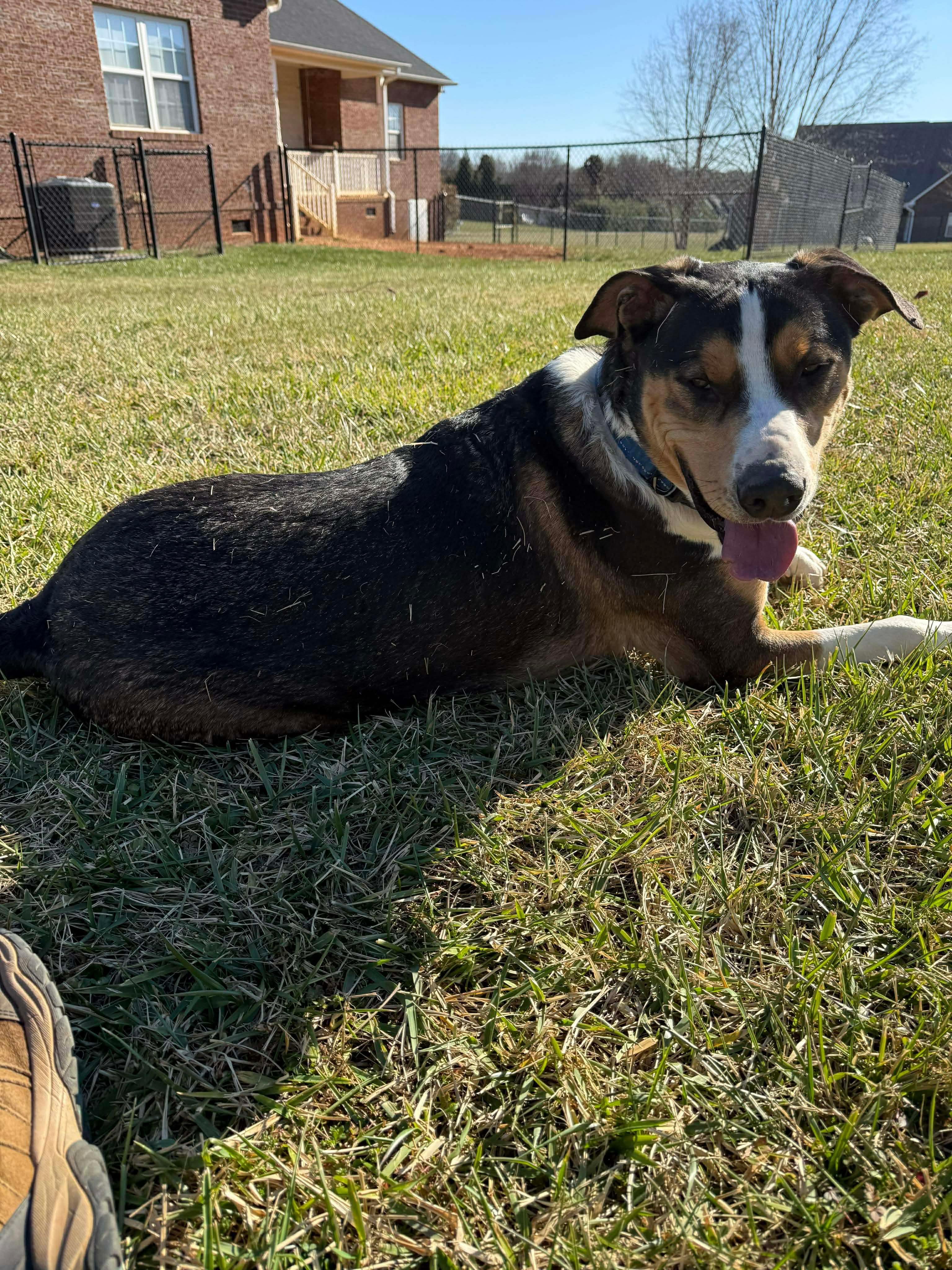 Enlarge Dru, a ADOPTABLE mixed breed in Salisbury, NC image 3/5