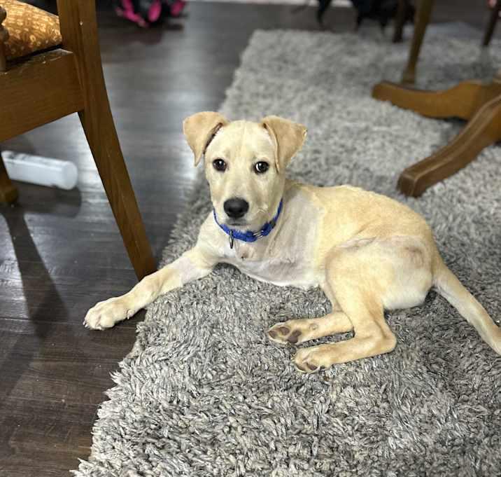 Enlarge Petey, a Adoptable Mixed Breed in Brownstown, IN image 1/2