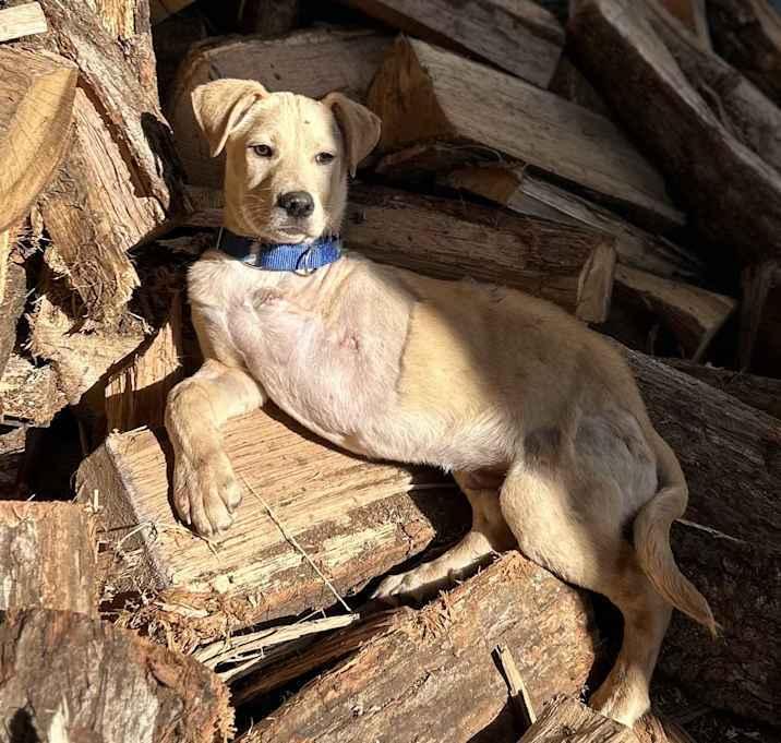 Enlarge Petey, a Adoptable Mixed Breed in Brownstown, IN image 2/2