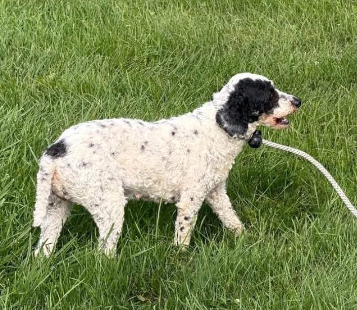 Enlarge Dottie-Mini poodle, a Adoptable Miniature Poodle in Hamburg, NY image 3/6