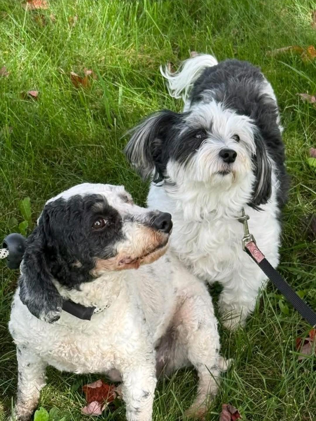 Enlarge Dottie-Mini poodle, a Adoptable Miniature Poodle in Hamburg, NY image 4/6