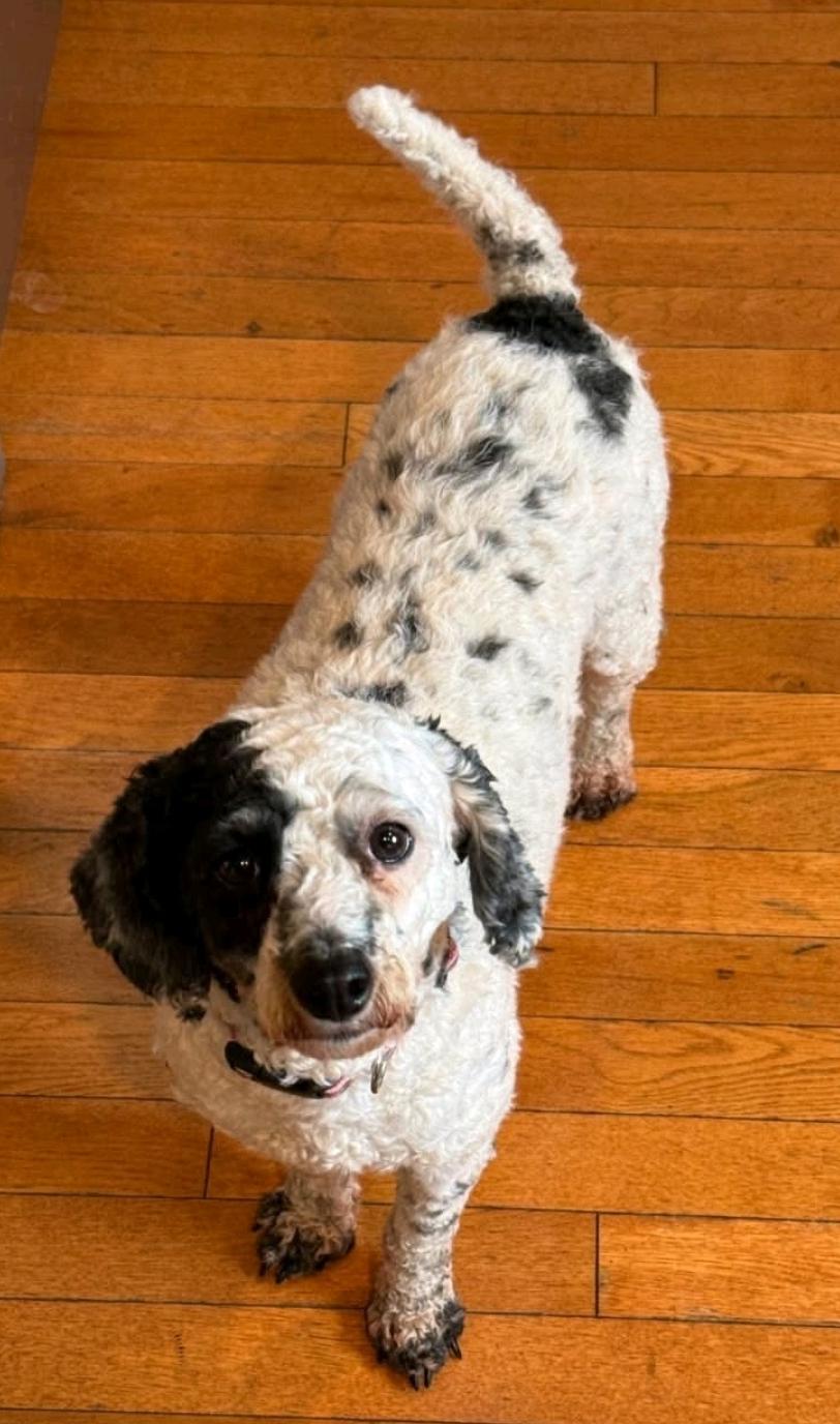 Enlarge Dottie-Mini poodle, a Adoptable Miniature Poodle in Hamburg, NY image 2/6