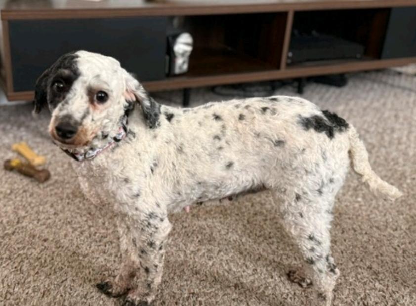 Enlarge Dottie-Mini poodle, a Adoptable Miniature Poodle in Hamburg, NY image 5/6