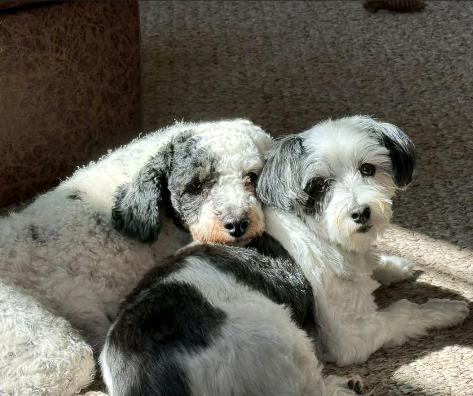 Enlarge Dottie-Mini poodle, a Adoptable Miniature Poodle in Hamburg, NY image 6/6