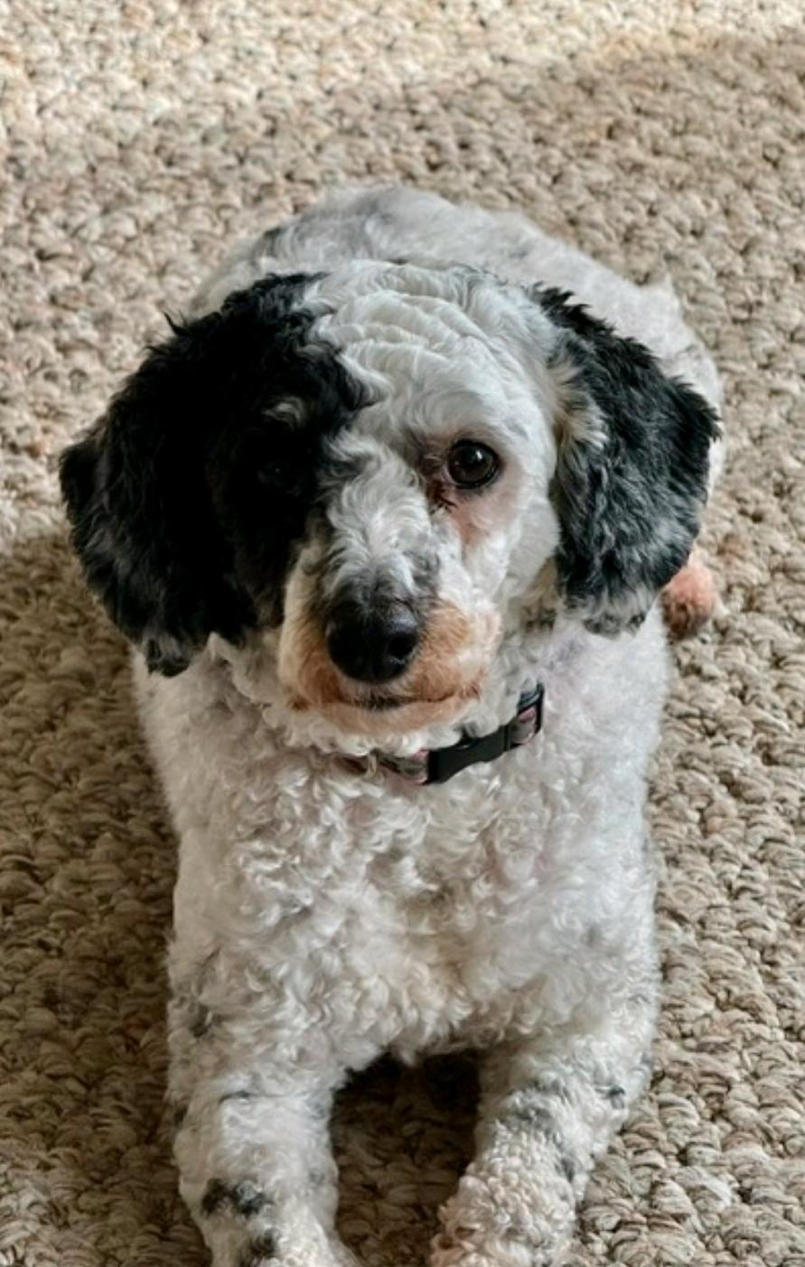 Dottie-Mini poodle, Adoptable, Young Female Miniature Poodle.