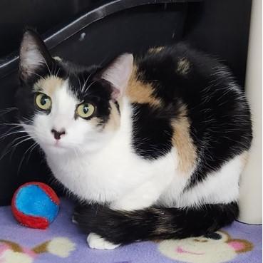 Autumn, an adoptable Domestic Short Hair in Butte, MT, 59701 | Photo Image 1