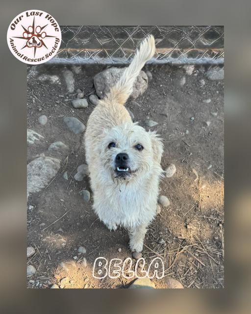 Enlarge Bella, a Adopted Terrier in Princeton, BC image 1/1