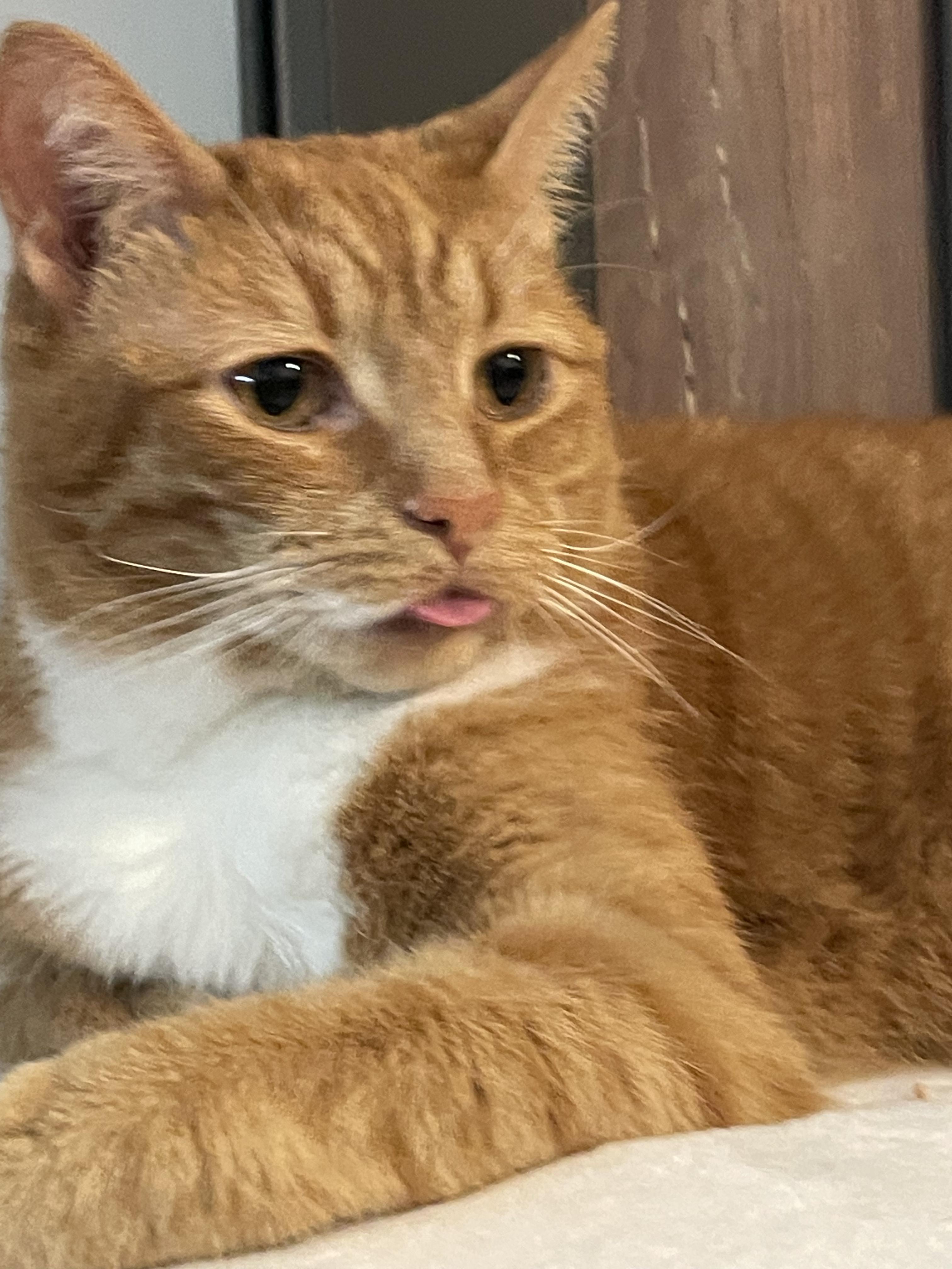 Enlarge Mr. Fred Rogers, a Adopted Domestic Short Hair in Brooklyn, NY image 1/6