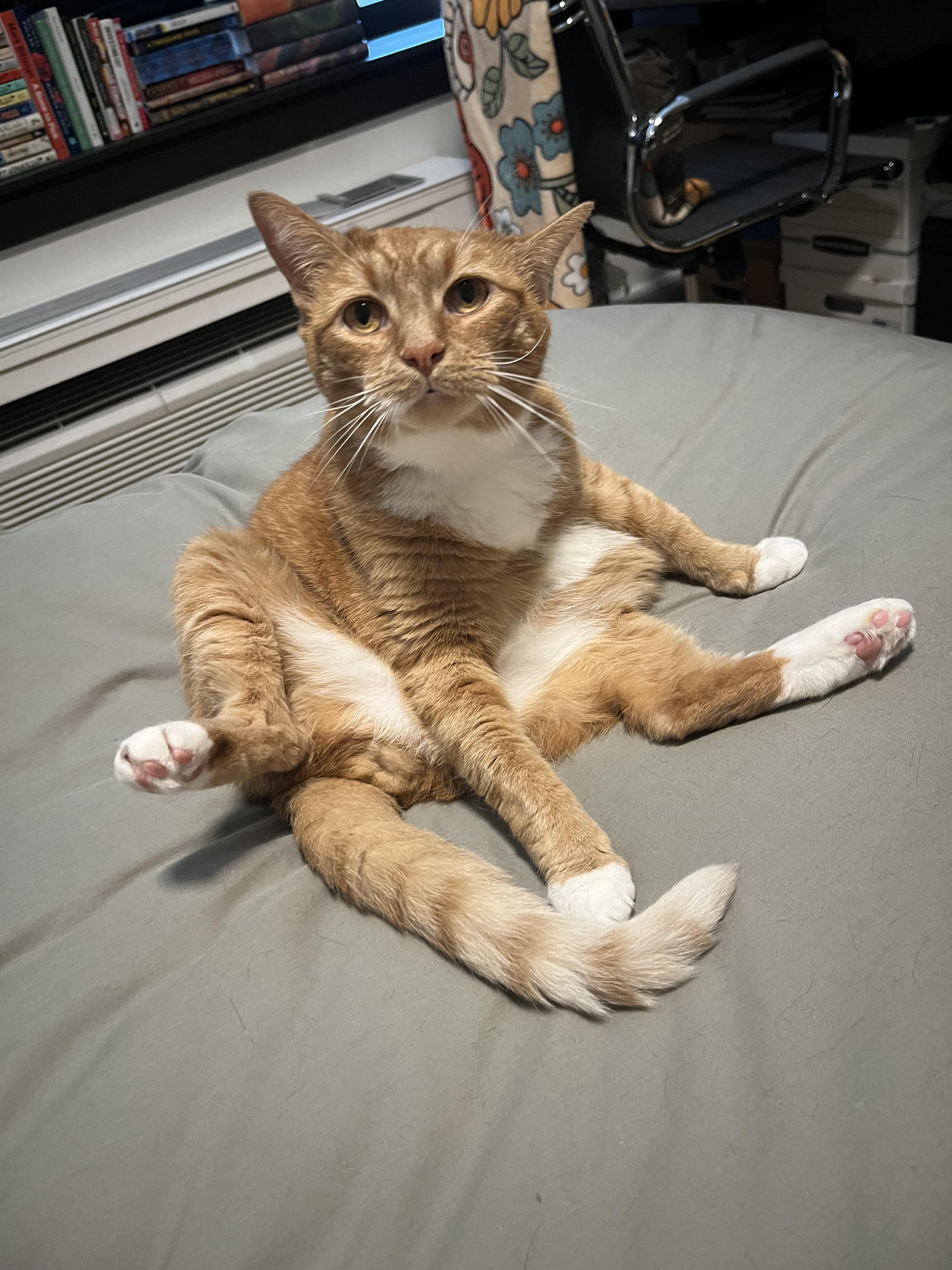 Enlarge Mr. Fred Rogers, a Adopted Domestic Short Hair in Brooklyn, NY image 3/6