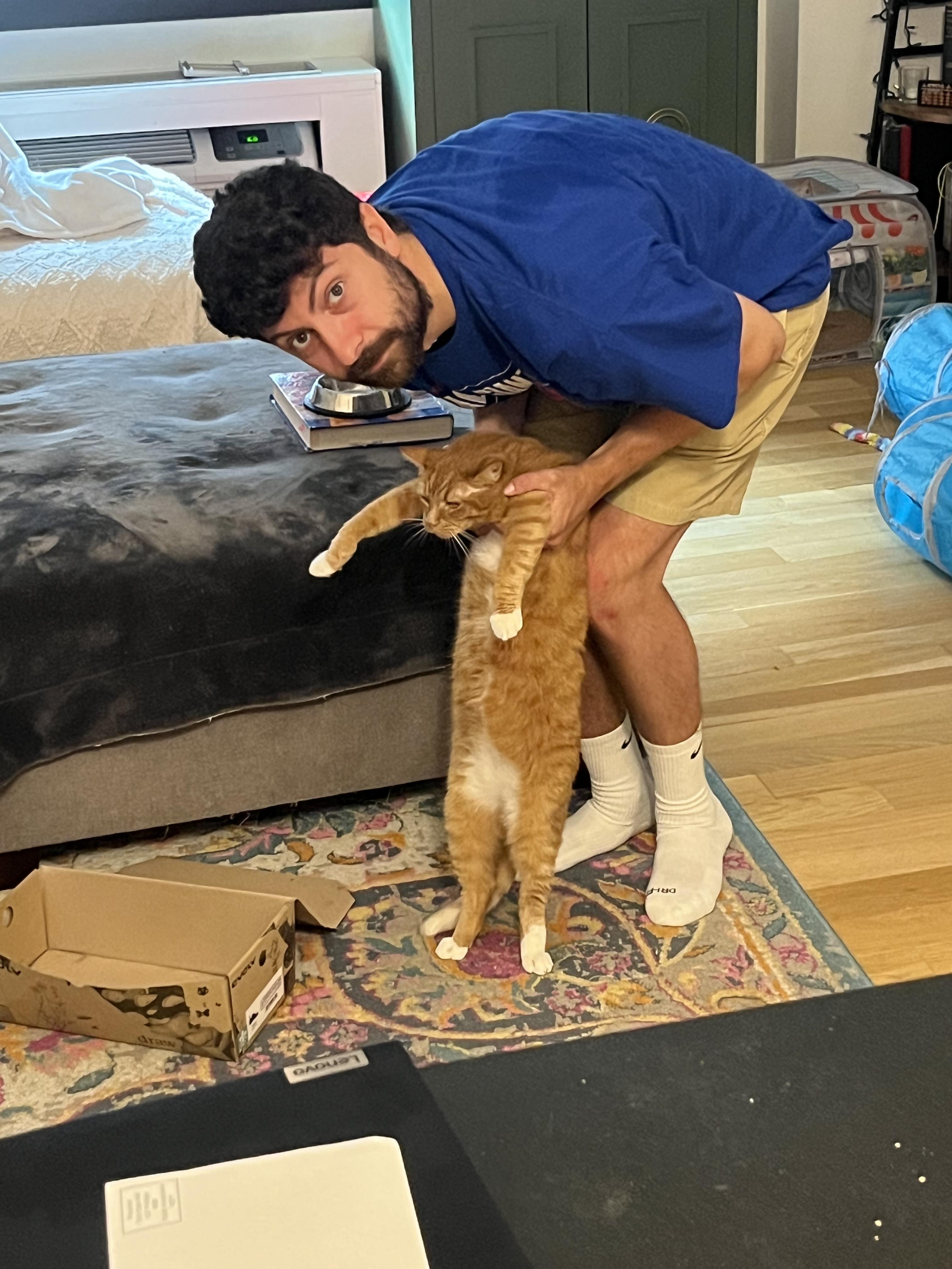 Enlarge Mr. Fred Rogers, a Adopted Domestic Short Hair in Brooklyn, NY image 2/6