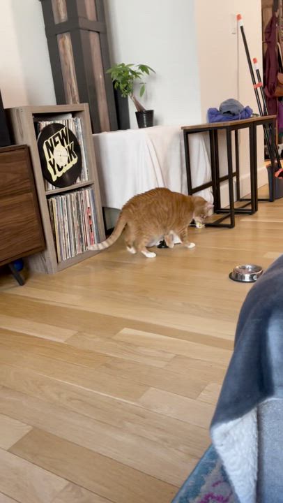 Enlarge Mr. Fred Rogers, a Adopted Domestic Short Hair in Brooklyn, NY video 6/6