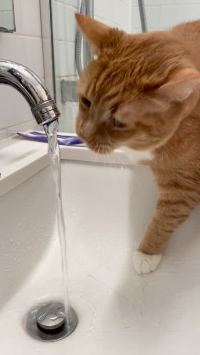 Enlarge Mr. Fred Rogers, a Adopted Domestic Short Hair in Brooklyn, NY video 4/6