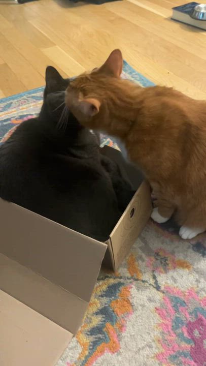 Enlarge Mr. Fred Rogers, a Adopted Domestic Short Hair in Brooklyn, NY video 5/6