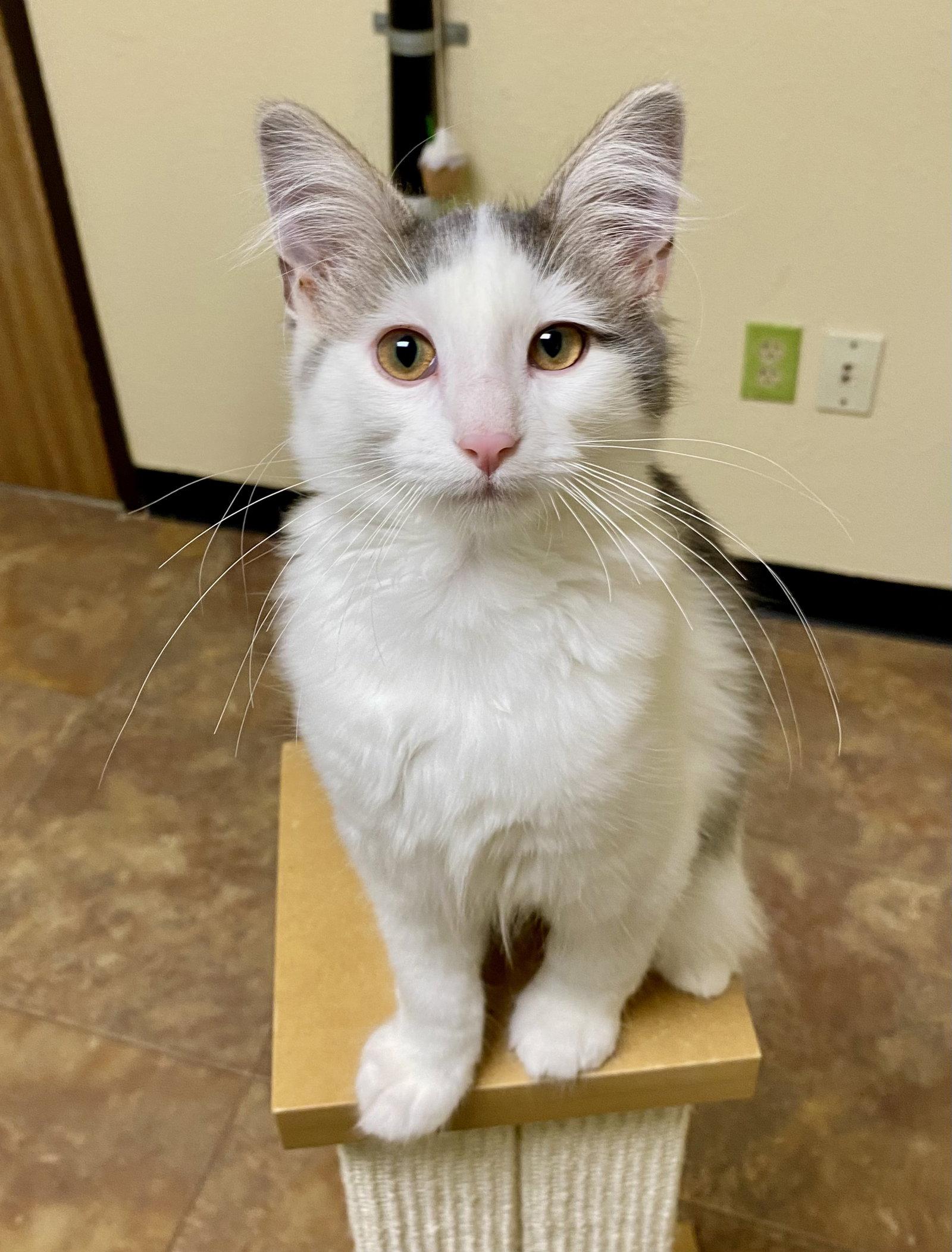 Donald, Adoptable, Young Male Domestic Long Hair.