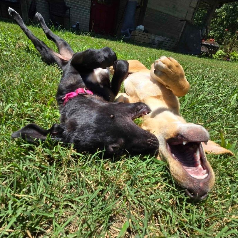 Dialga, Adoptable, Young Female Mixed Breed.