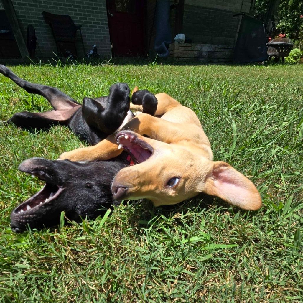 Enlarge Dialga, a Adoptable Mixed Breed in Conway, AR image 2/4