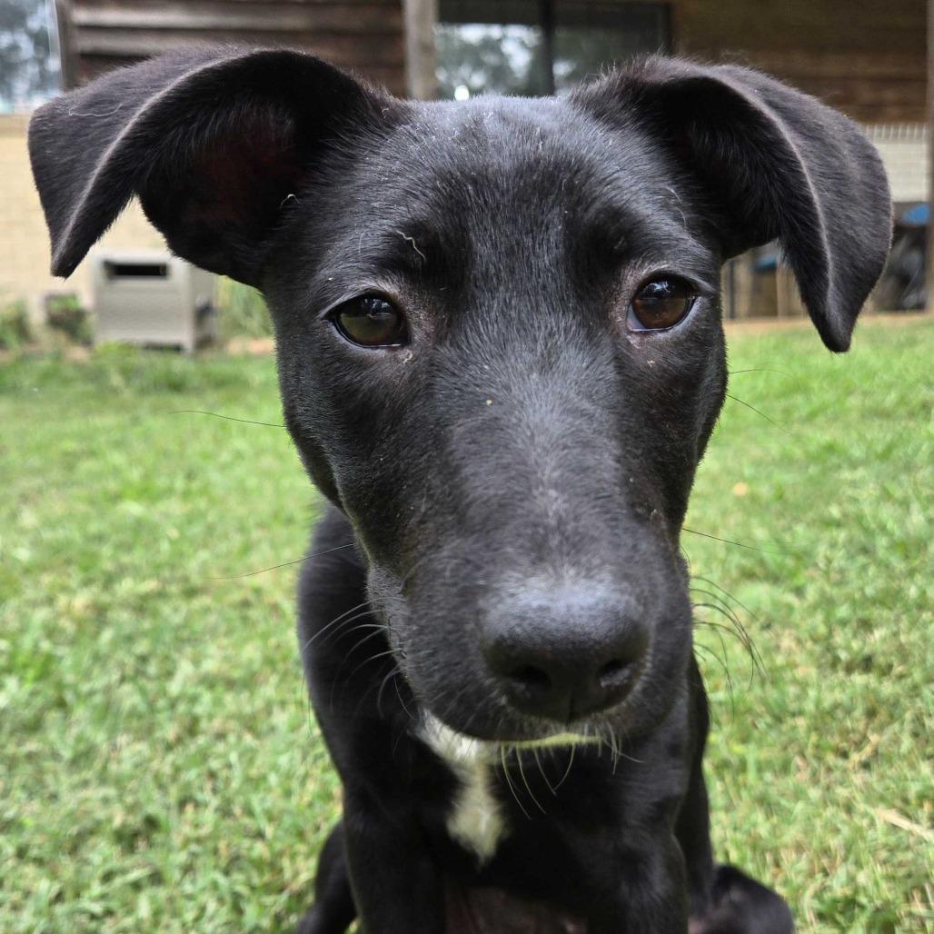 Enlarge Dialga, a Adoptable Mixed Breed in Conway, AR image 3/4