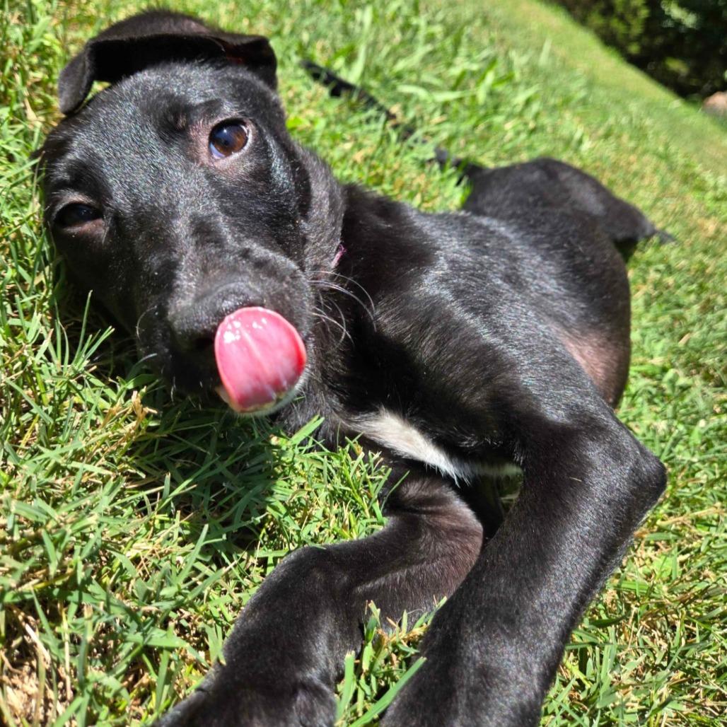 Enlarge Dialga, a Adoptable Mixed Breed in Conway, AR image 4/4