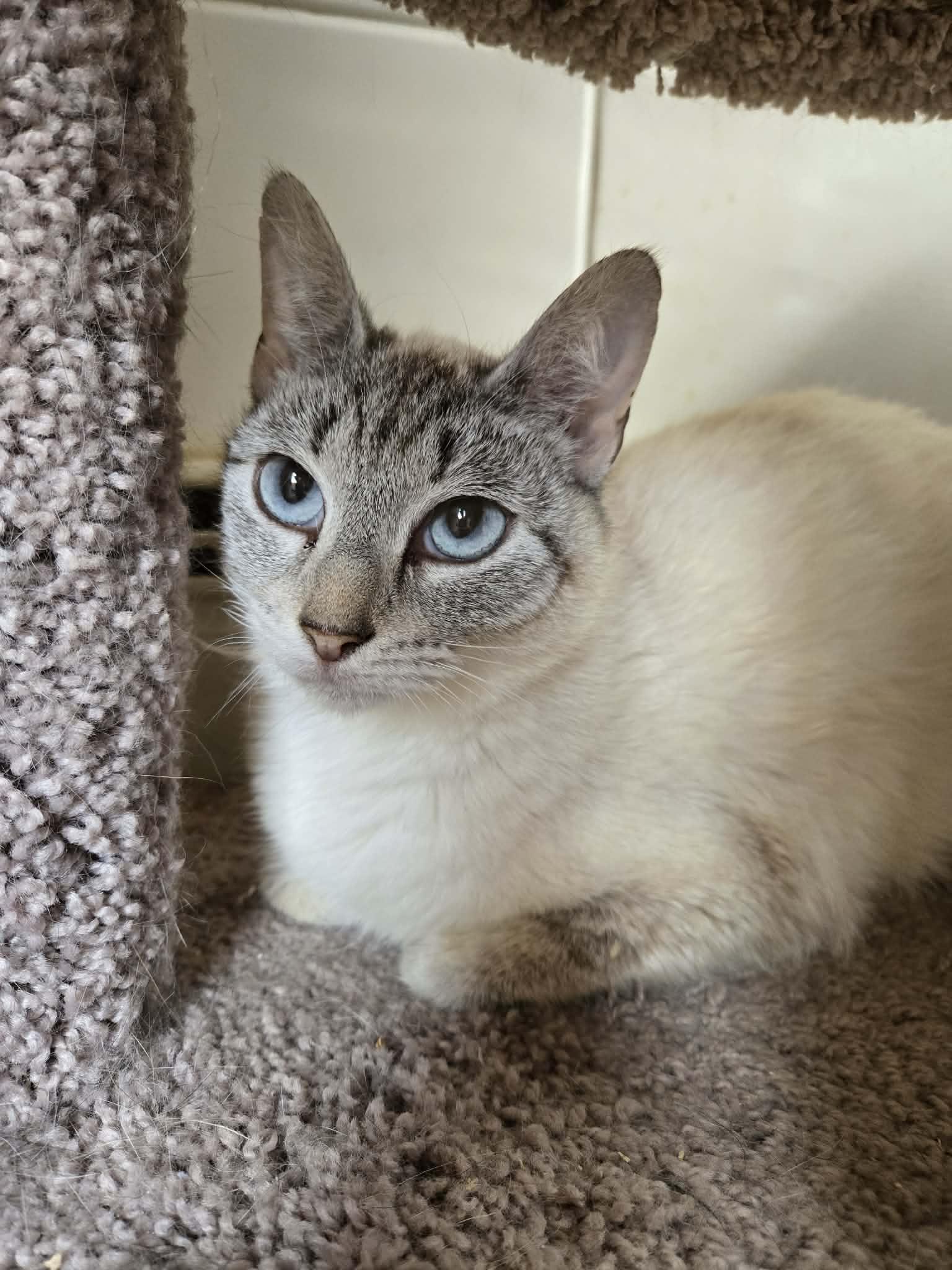 BELLA, Adoptable, Young Female Siamese.
