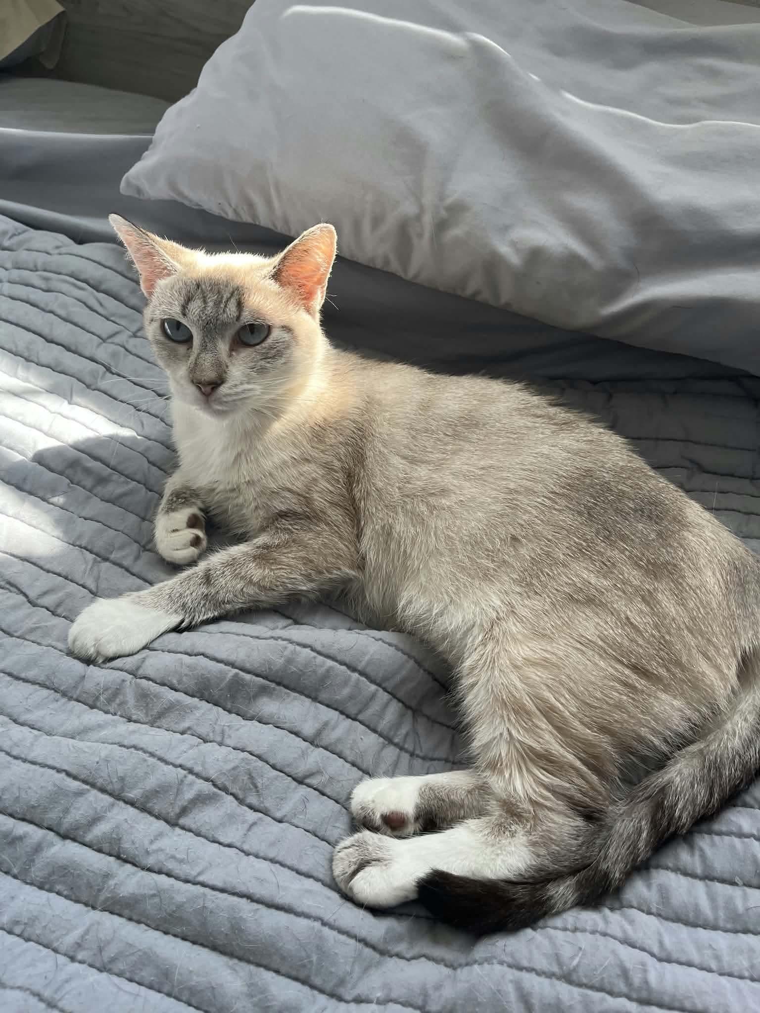 Enlarge BELLA, a Adoptable Siamese in Holbrook, NY image 2/3