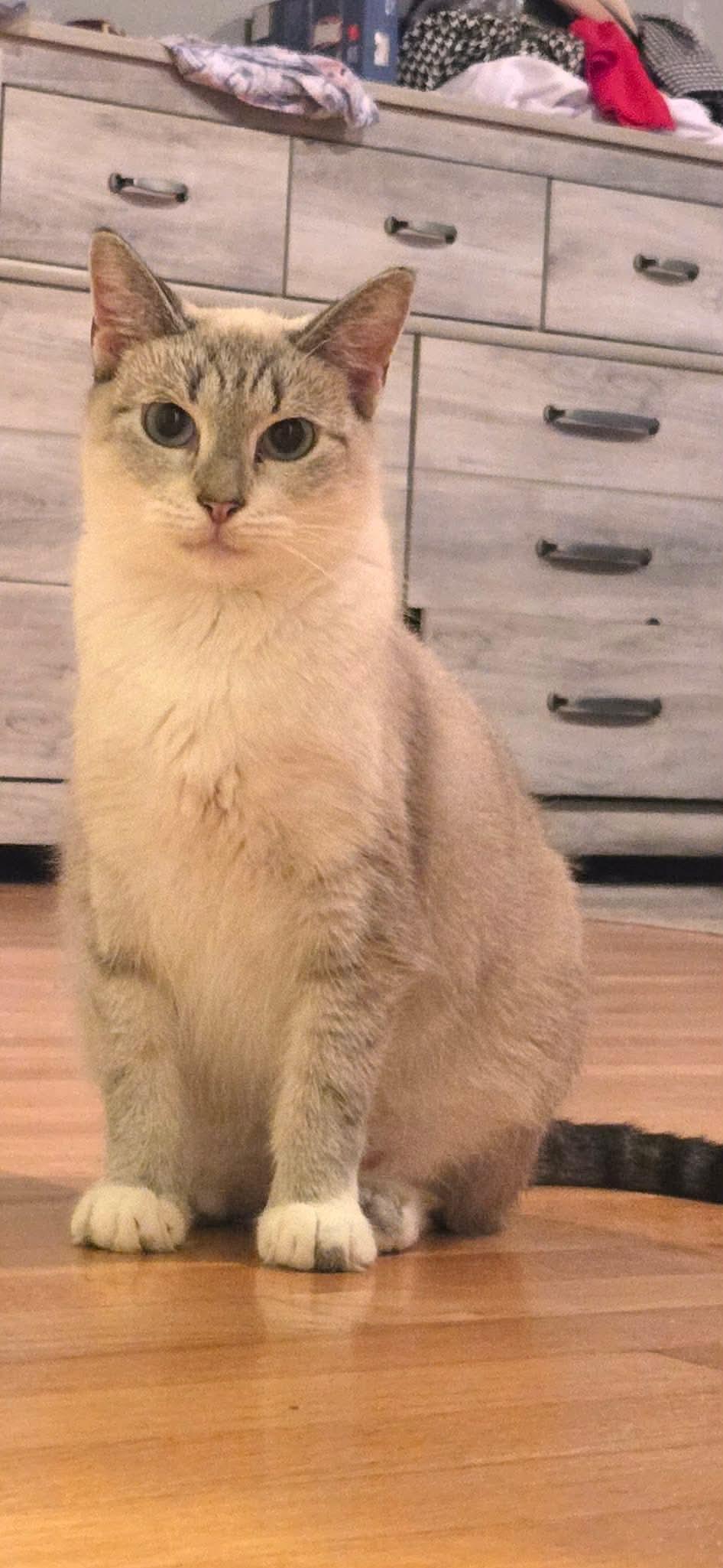 Enlarge BELLA, a Adoptable Siamese in Holbrook, NY image 3/3