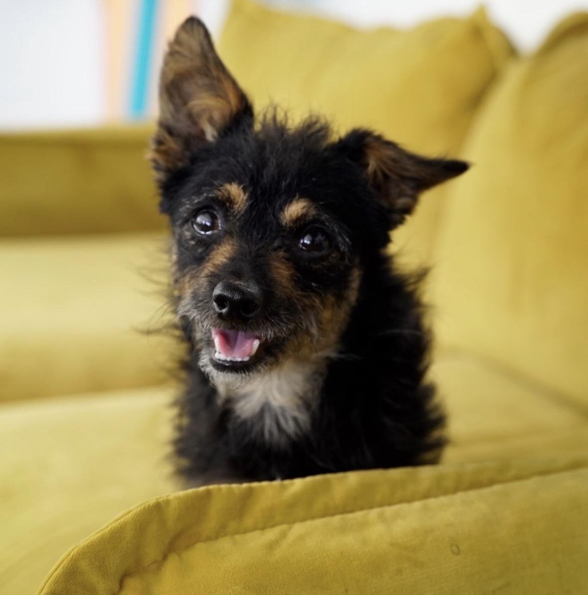 Enlarge Lou, a ADOPTABLE mixed breed in Pasadena, CA image 5/5