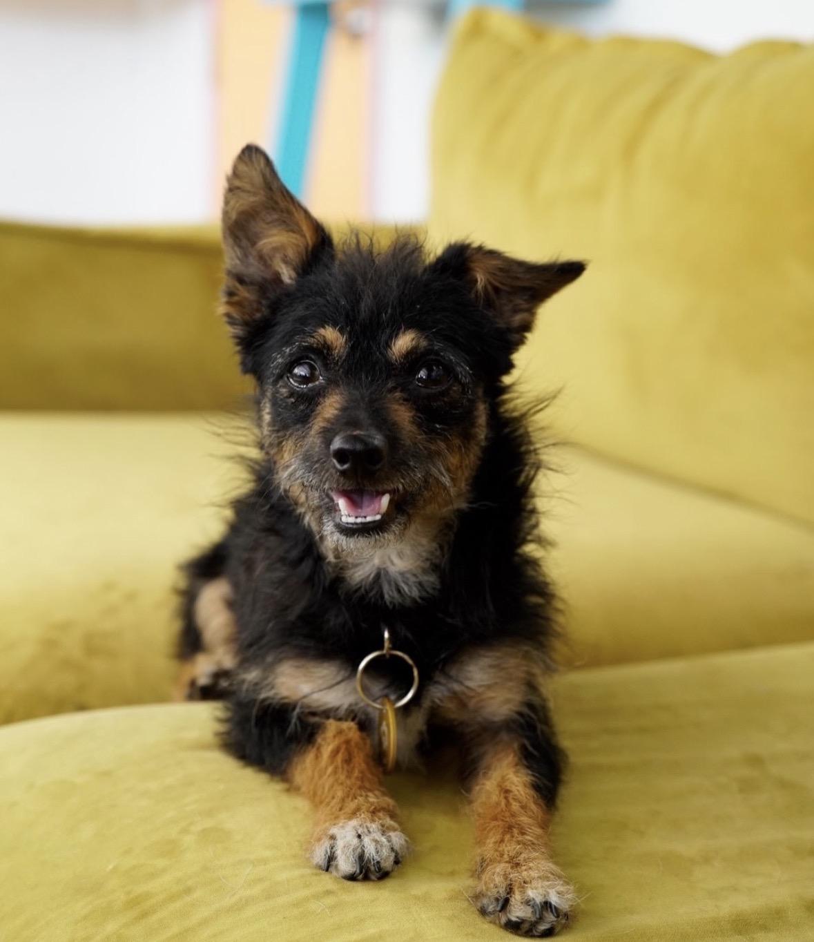Lou, ADOPTABLE, Young Male Terrier.