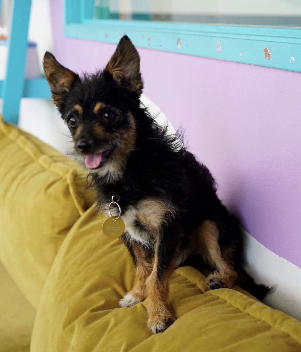 Enlarge Lou, a ADOPTABLE mixed breed in Pasadena, CA image 4/5