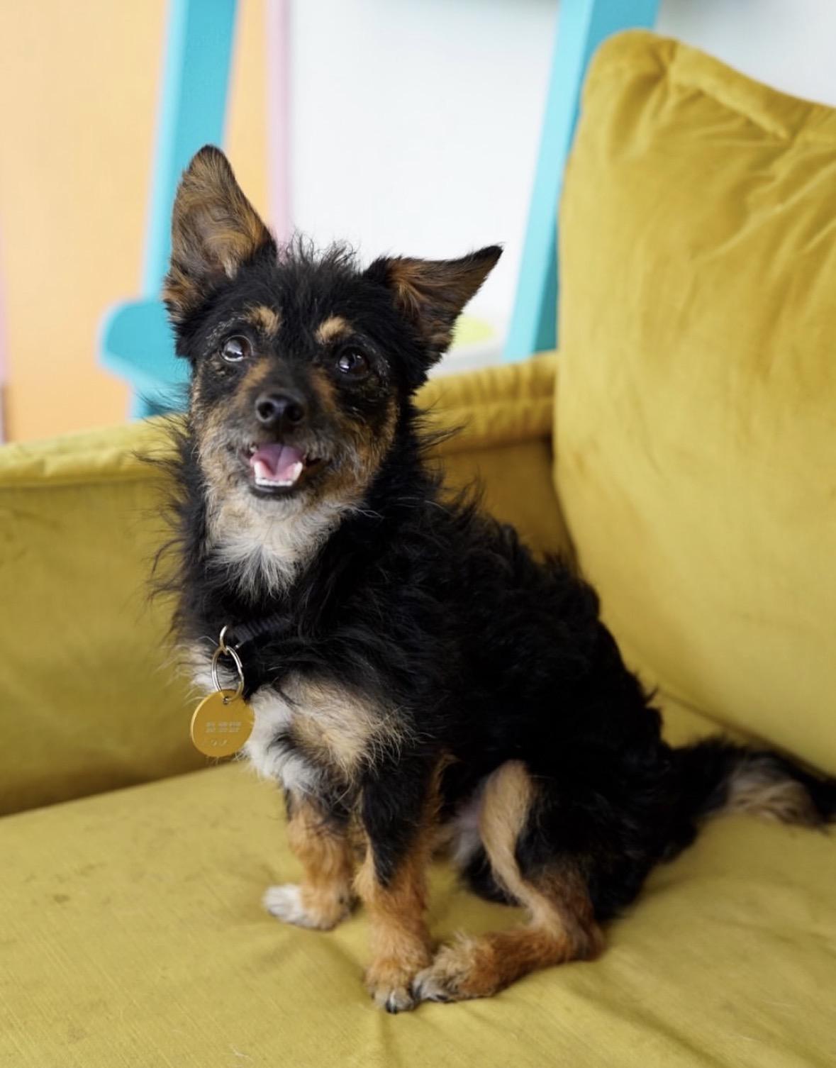 Enlarge Lou, a ADOPTABLE mixed breed in Pasadena, CA image 3/5