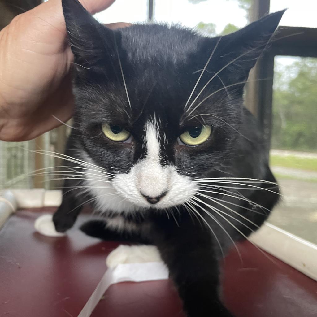 Mittens, a Adoptable Domestic Short Hair in Lucedale, MS image 1/4