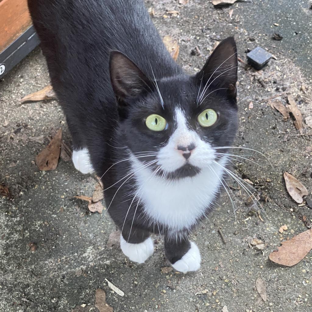 Mittens, a Adoptable Domestic Short Hair in Lucedale, MS image 4/4