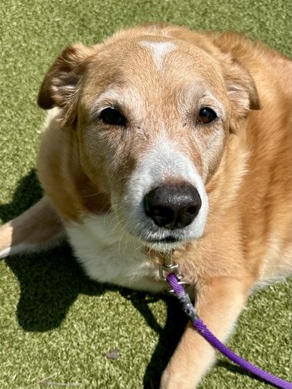 Brownie, Adoptable, Adult Female Mixed Breed & Mixed Breed.