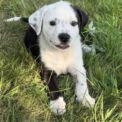 Alex, a ADOPTABLE mixed breed in Minneapolis, MN image 6/6