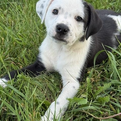 Alex, ADOPTABLE, Puppy Male Border Collie & Retriever.