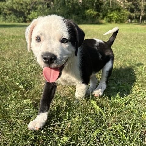 Alex, a ADOPTABLE mixed breed in Minneapolis, MN image 3/6
