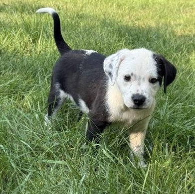 Alex, a ADOPTABLE mixed breed in Minneapolis, MN image 5/6