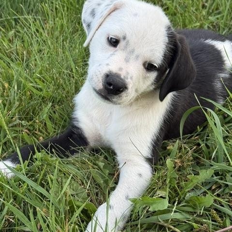 Alex, a ADOPTABLE mixed breed in Minneapolis, MN image 2/6