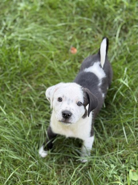 Alex, a ADOPTABLE mixed breed in Minneapolis, MN image 4/6