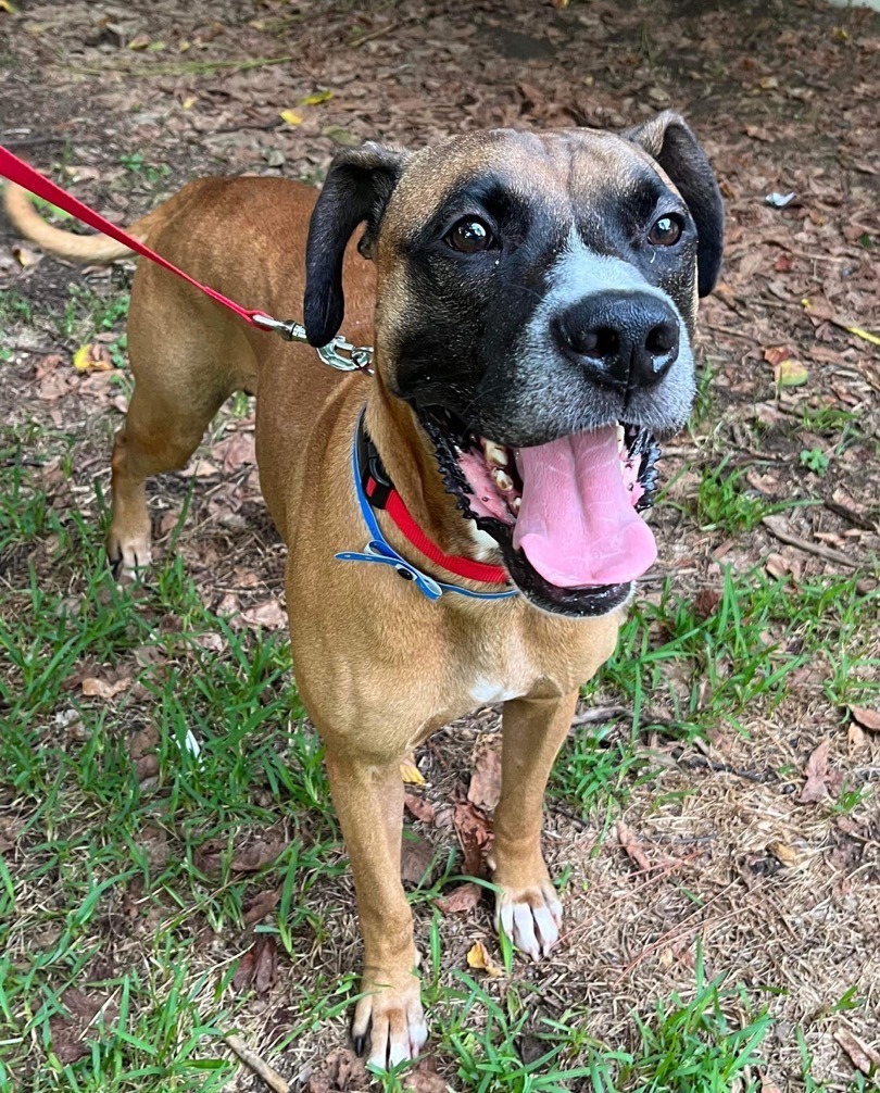 Vega, Adult Male Boxer