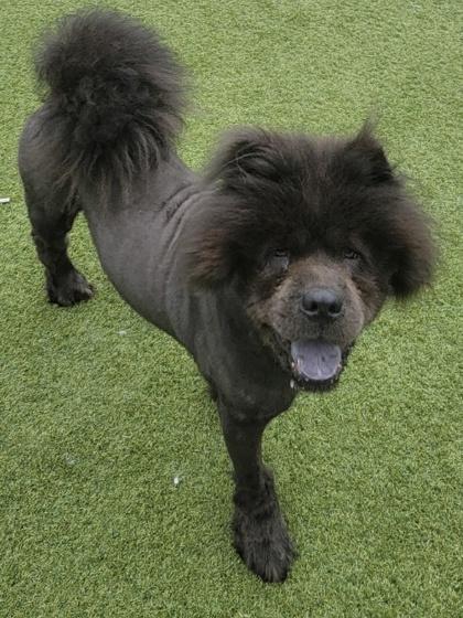 Koda, a Adoptable mixed breed in Independence, MO image 2/3