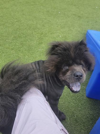 Koda, Adoptable, Adult Male Chow Chow & Mixed Breed.