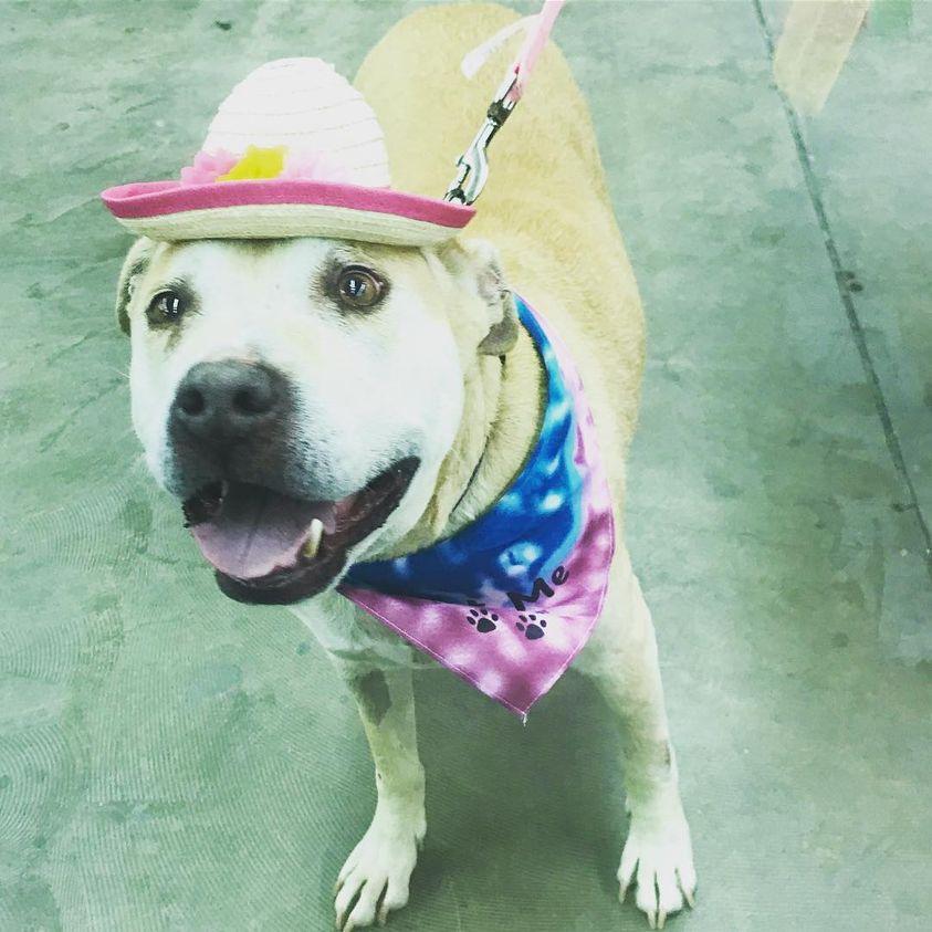 Karma, Adopted, Senior Female Pit Bull Terrier.