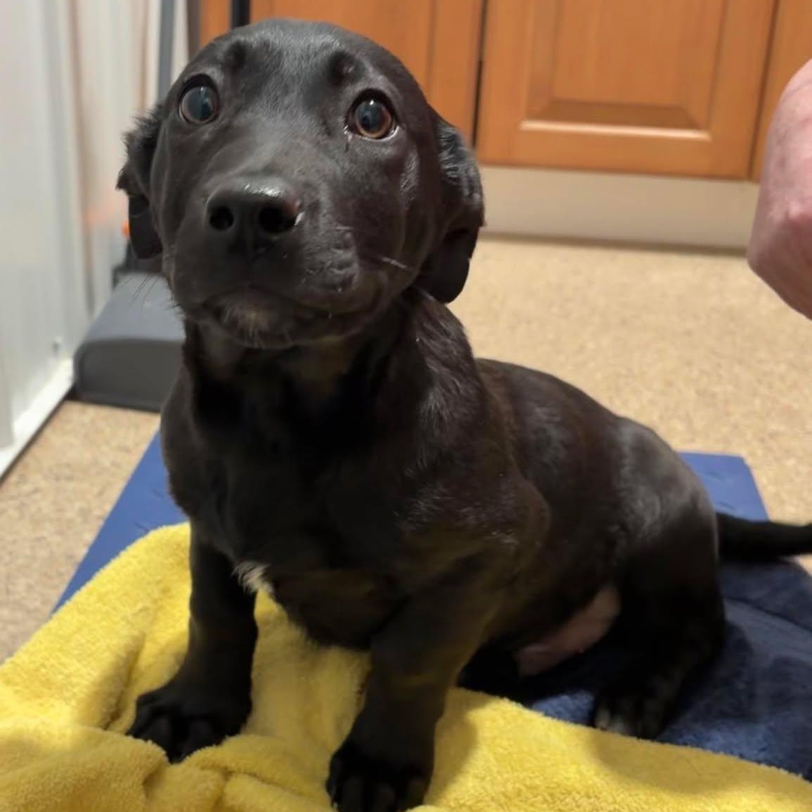 Enlarge A1, an adopted mixed breed in Valparaiso, IN image 2/2