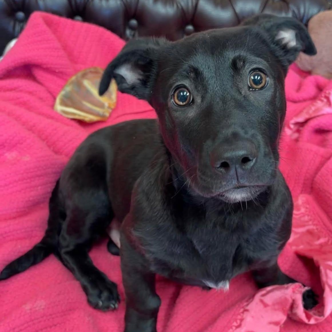 Enlarge A1, an adopted mixed breed in Valparaiso, IN image 1/2